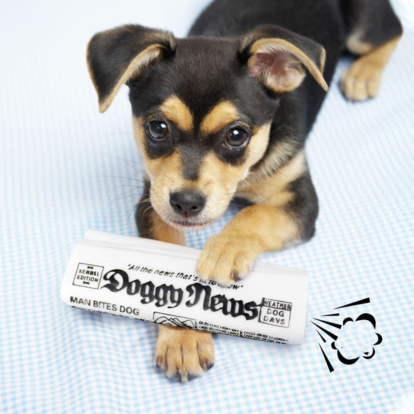 Fetch & Chew Squeaky Newspaper Toy